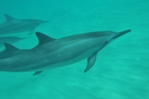 9d970MPJt4dYMeSxb6Ecnt83mBKiscDOJt2Yu-hm3rY